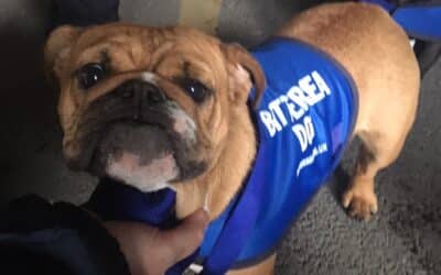 Kingsbridge Chauffeurs help K2 Corporate Mobility ‘stray-over’ at Battersea Dogs Home
