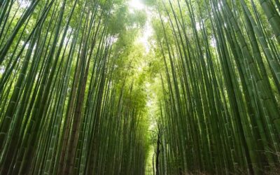 Leading in Uncertainty – creating Resilient Leaders