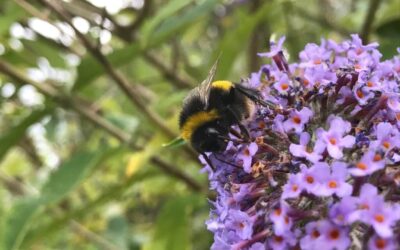 Tree pollen allergy – what you need to know this springtime