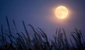 My Financial Musings…Harvest Moon