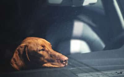 Safe car travel for you and your pet – everything you need to know