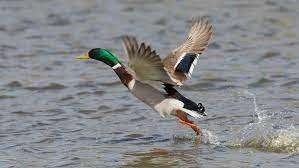 My Financial Musings…Goldilocks and the inflatable duck