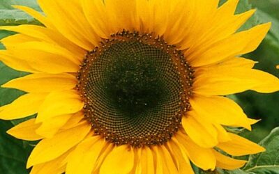 Growing sunflowers
